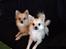 Pomeranian Foxy - Mor og søn efter en tur i bad (: