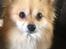 Pomeranian Foxy - Efter en tur i bad (: Det er vi knap så glade for ..