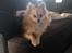 Pomeranian Foxy - Min pyntepude til sofaen (;
Hun er så fin <3