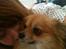 Pomeranian Foxy - Min Foxy'mor & mig da hun var gravid <3