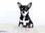 Chihuahua Chihuanas Blueberry Yum Yum - Evee - 13 maj 2013 - billedet er taget af Nanna Gilder