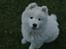Samojedhund Bamse - Bamse er her ca. 10 uger