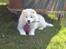 Samojedhund Bamse - Billedet er taget d. 01/05/13 morgenen efter vi havde hentet ham :)