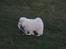 Samojedhund Bamse - Bamse er her 8 uger gammel :)