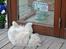 Samojedhund Bamse - Beware! Guard samoyed on duty - eller noget ;)