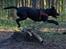 Blanding af racer Bell (labrador/boxer) - Beklager billede ikke er så godt.