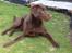 Labrador retriever Sjang