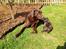 Labrador retriever Sjang