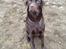Labrador retriever Sjang