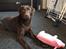 Labrador retriever Sjang