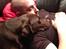 Labrador retriever Sjang