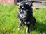 Chihuahua Tiny