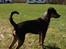 Blanding af racer Baily ( Puttepigen ) solgt - Mig i fuld profil :)