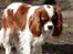 Cavalier king charles spaniel Nova - 8 måneder