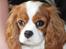 Cavalier king charles spaniel Nova - 8 måneder