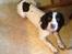 Engelsk springer spaniel Siska