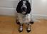 Cocker spaniel charlie