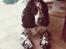 Cocker spaniel charlie
