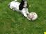 Cocker spaniel charlie