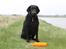 Curly coated retriever Balto (RIP)