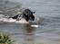 Flat coated retriever Tanima Flatcoats Bumble Bee | Beah - Beah ved vandet 18/05/13 Foto: Far