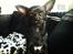 Chihuahua Gizmo