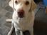 Labrador retriever Tulle <3 R.I.P ;(