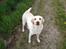 Labrador retriever Tulle <3 R.I.P ;(