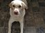 Labrador retriever Tulle <3 R.I.P ;(