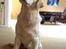 Labrador retriever Tulle <3 R.I.P ;(
