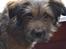 Blanding af racer Chewbacca (Chewie)