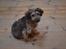 Blanding af racer Chewbacca (Chewie) - Chewie, 4 måneder gammel! :)