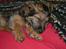 Blanding af racer Chewbacca (Chewie)