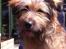 Blanding af racer Chewbacca (Chewie)