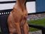 Rhodesian ridgeback Ajs