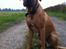 Rhodesian ridgeback Ajs