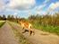 Rhodesian ridgeback Ajs