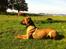 Rhodesian ridgeback Ajs