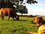 Rhodesian ridgeback Ajs