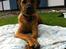 Rhodesian ridgeback Ajs
