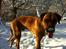 Rhodesian ridgeback Ajs