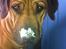 Rhodesian ridgeback Ajs