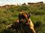 Rhodesian ridgeback Ajs