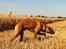 Rhodesian ridgeback Ajs