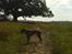 Rhodesian ridgeback Ajs