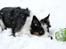 Border collie Tia - 12 år