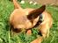 Chihuahua vera