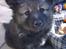 Finsk lapphund Outlaw Roxy