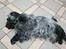 Cocker spaniel Diana - himmelhund