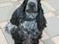Cocker spaniel Diana - himmelhund - Diana ca 40 dage henne